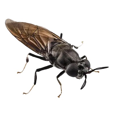 Black Soldier Fly Products