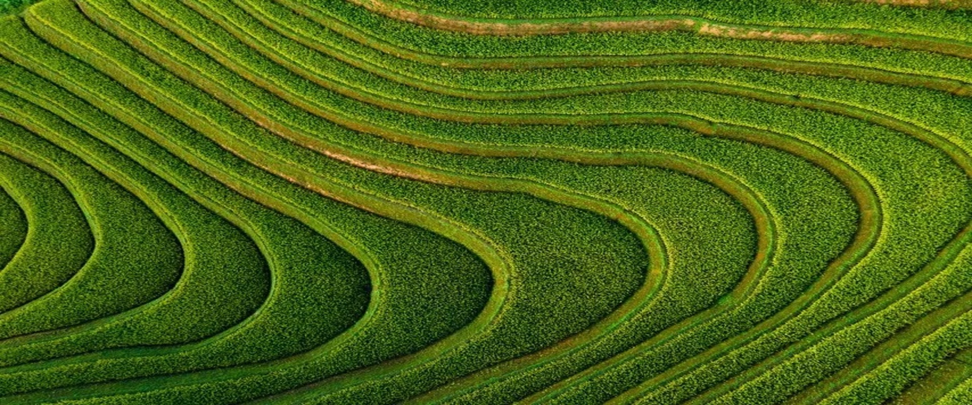 Chengdu Natural Selection Insect Industry Co., Ltd.