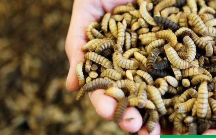 Dried Black Soldier Fly larvae 