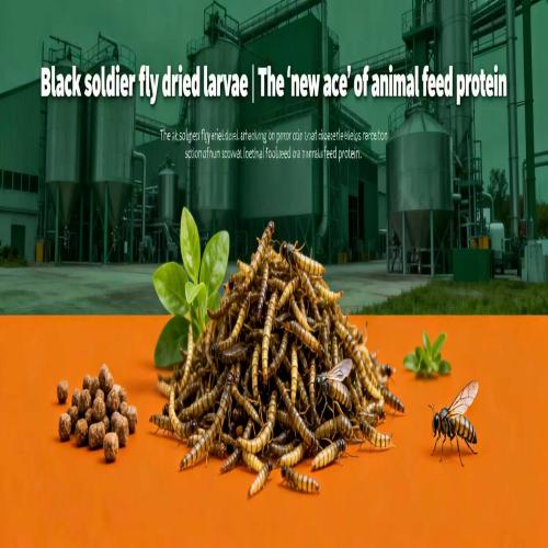 Dried Black Soldier Fly larvae 