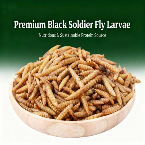 Dried Black Soldier Fly larvae 