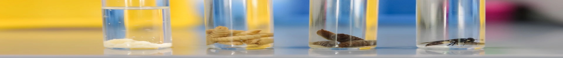 🪰 Black Soldier Fly Protein: A Sustainable Solution for the Future of Feed