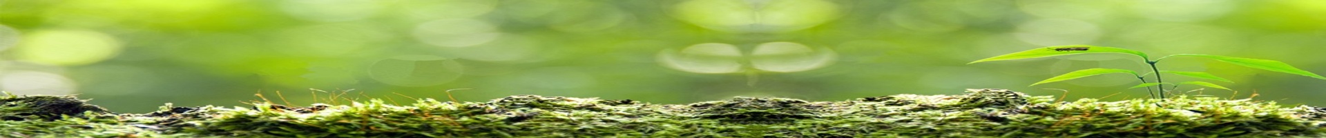 🪰 Black Soldier Fly Protein: A Sustainable Solution for the Future of Feed