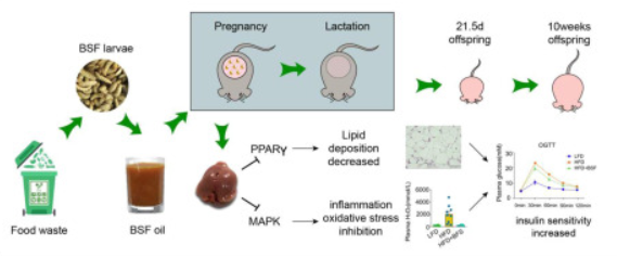 Small Insects, Big Potential: The Production Process of Black Soldier Fly Larvae Oil 