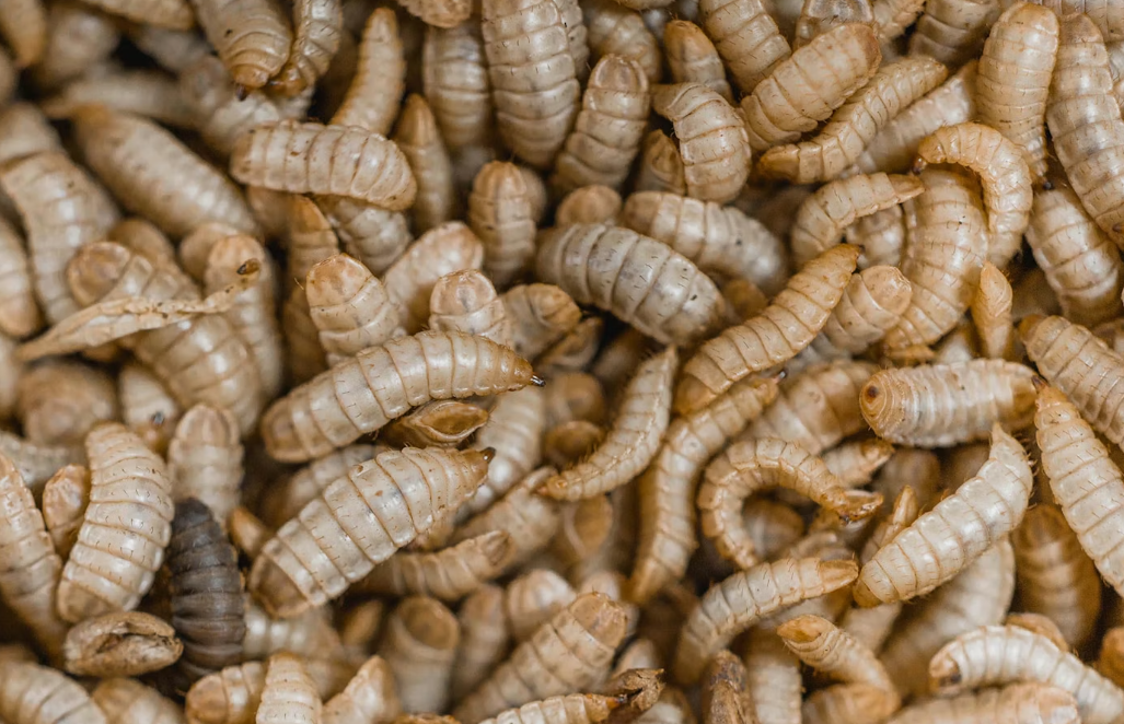 Black Soldier Fly Dried Larvae Pet Food: Leading the New Trend in Green Protein