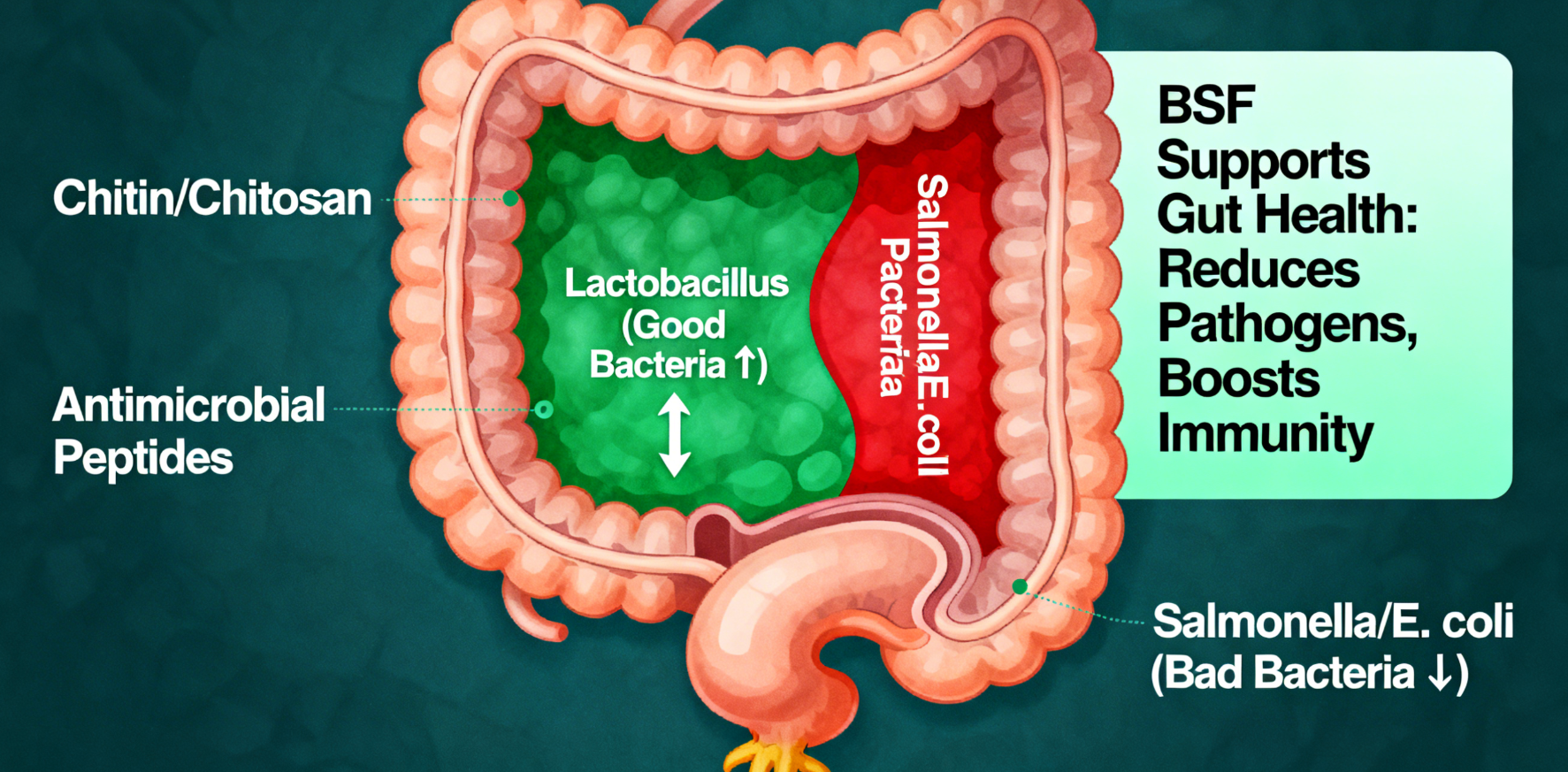 Revolution in Poultry Farming: Black Soldier Fly (BSF) Larvae — The Key to Health, Profit, and Susta
