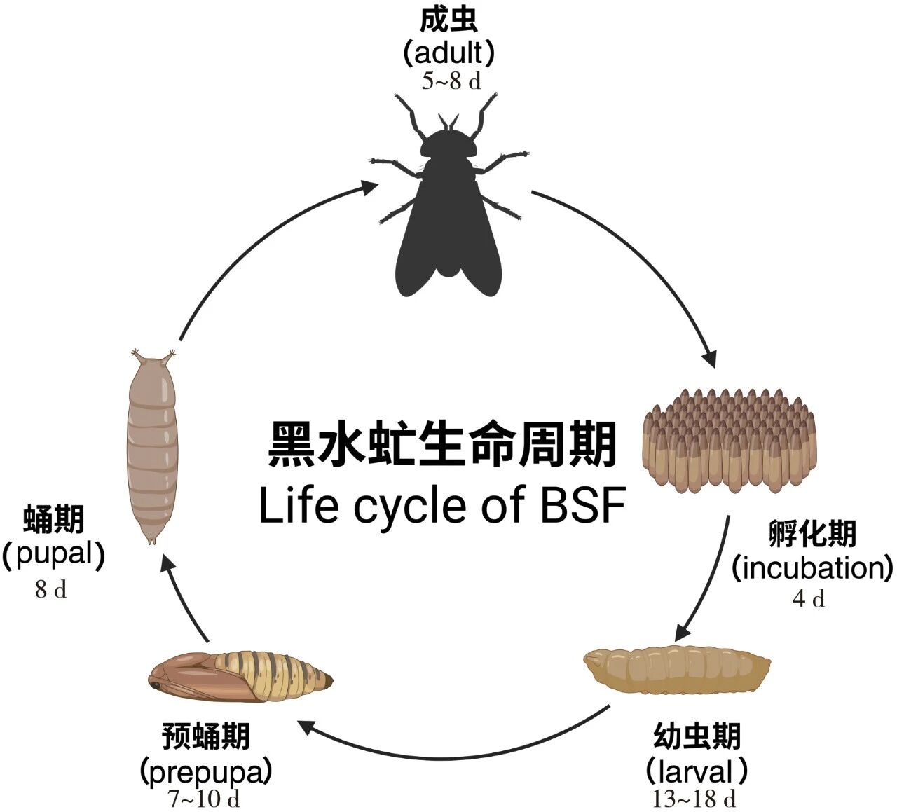 sustainable insect protein circular economy